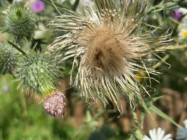 Distelblüte Foto: Heidi Steinmetz