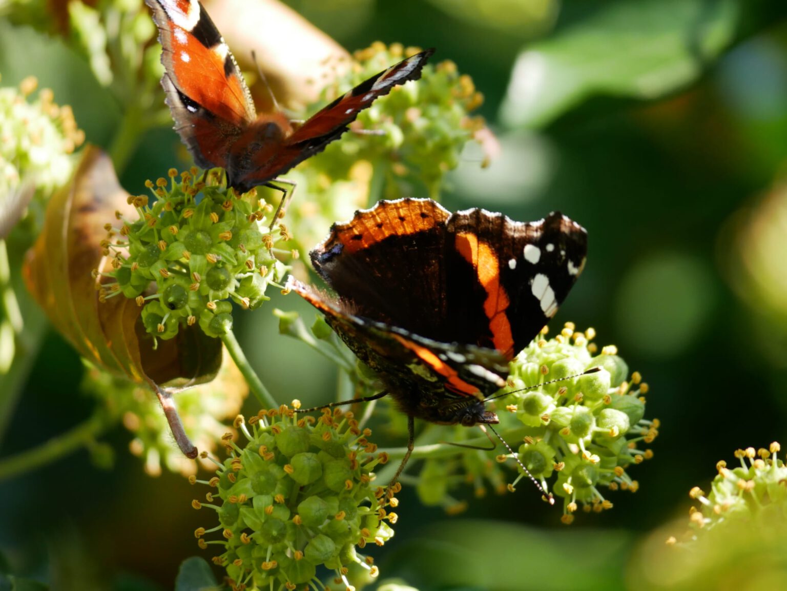 Schmetterlinge auf Efeublüte Foto: Heidi Steinmetz